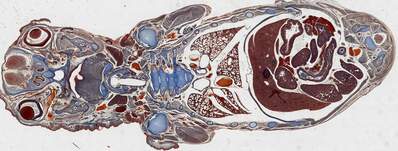 Mouse embryo scan with a Leica Microscope