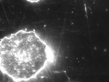 Thumbnail ofleica_spot-on_dm4-m-dm6-m.jpg