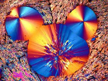 Thumbnail ofLeica_polarised-illumination.jpg