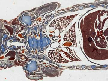 Thumbnail ofleica-csm_Mouse_embryo_TileScan-6-Mer_idm-instruments.jpg