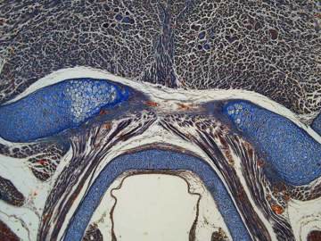 Thumbnail ofleicacsm_K3_Fast-reliable-analysis_idm-instruments.jpg